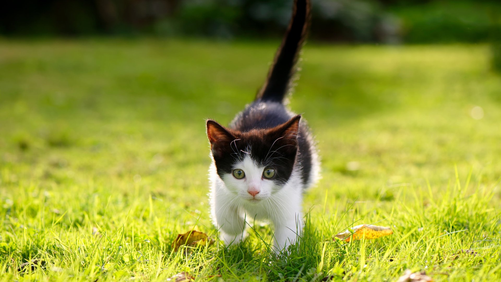 德甲球队在欧洲赛场频频获奖，德甲第几名踢欧联杯