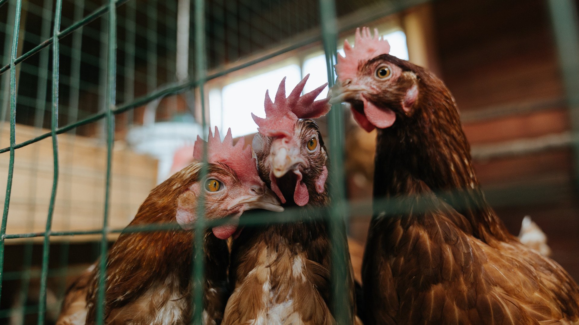 开云官网入口-“火爆激情！粉丝助威现场爆点不断，气氛炸裂”，粉丝爆击